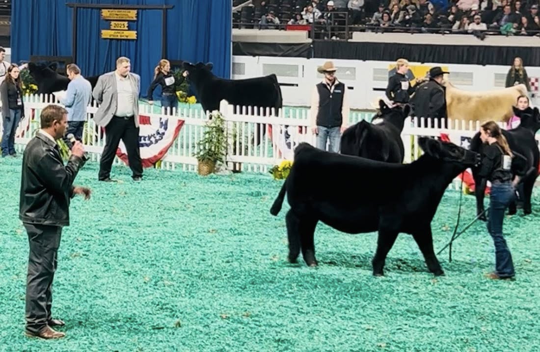A girl and a black cow.